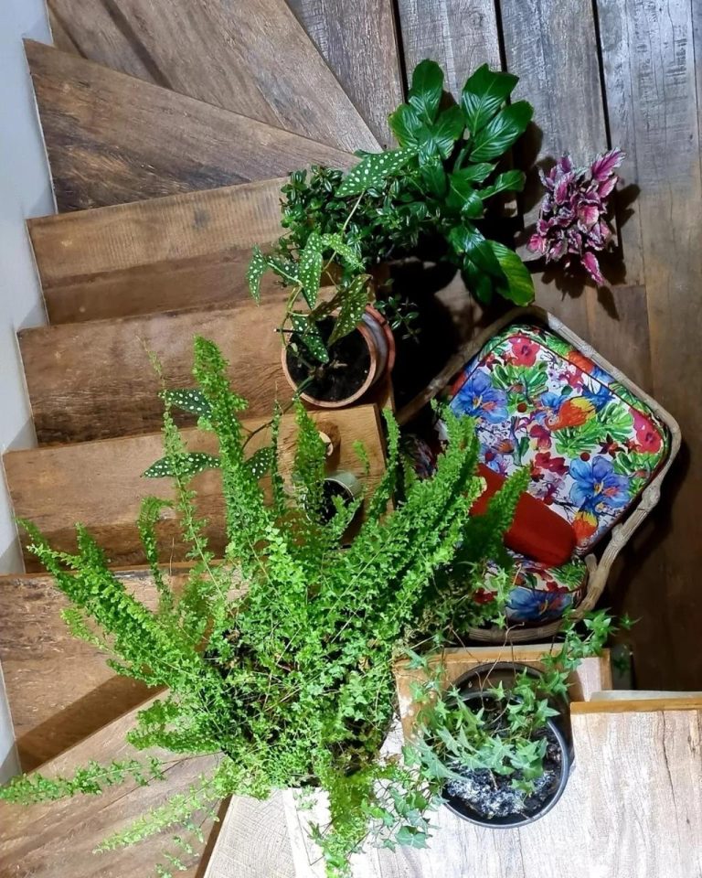 Revestimento de degraus com madeira Peroba Rosa de demolição rústica em escada decorada com plantas.
